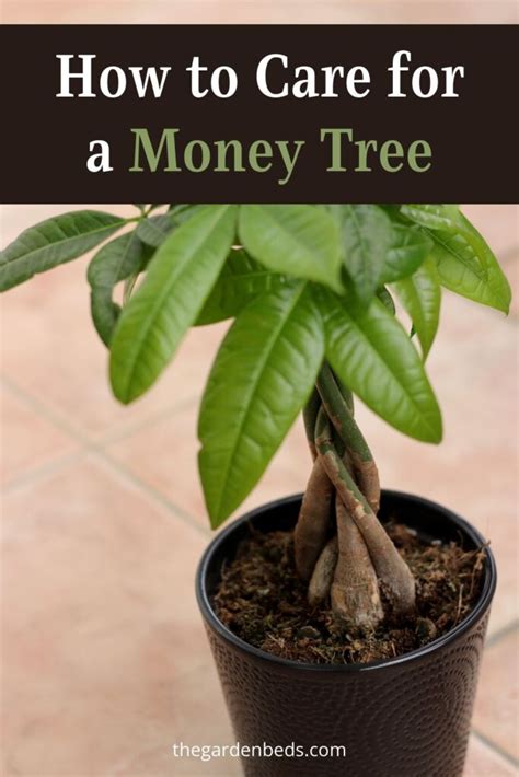 How to care for a money plant .